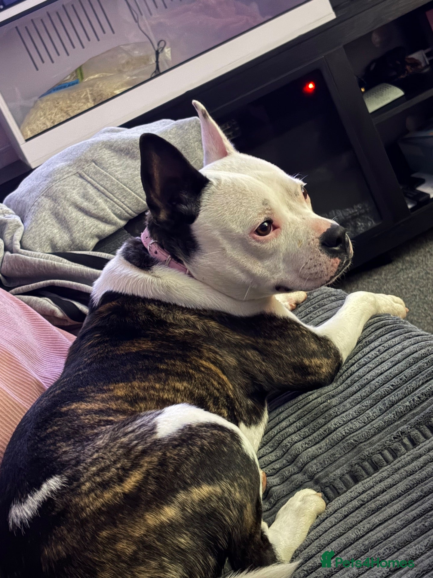 Mixed Breed dogs for sale: Staffy x frenchie  - Advert 7