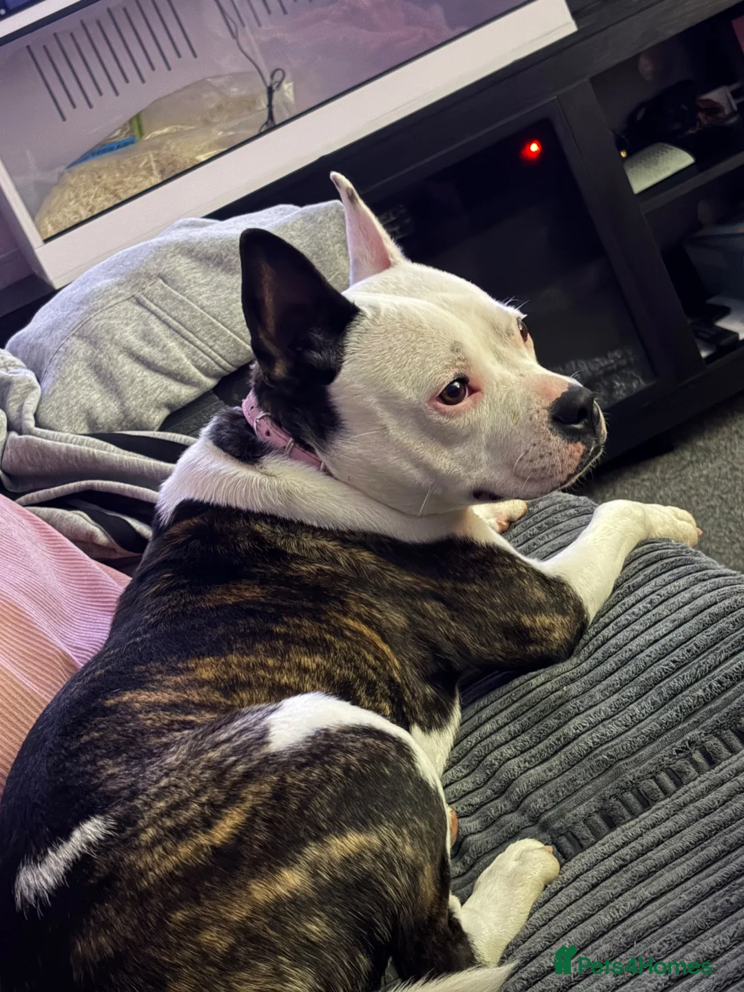 Mixed Breed dogs for sale: Staffy x frenchie  - Advert 1