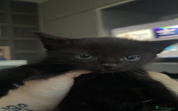 British Shorthair cats for sale: 5 black and white kittens - Image 1