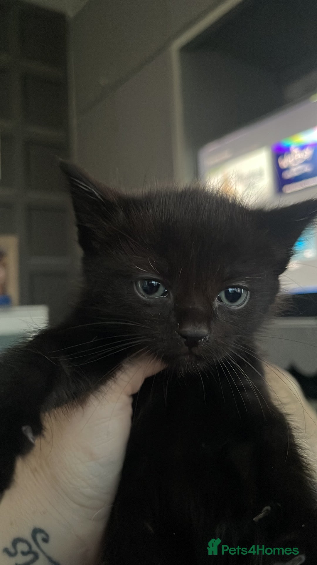 British Shorthair cats for sale: 5 black and white kittens - Image 1
