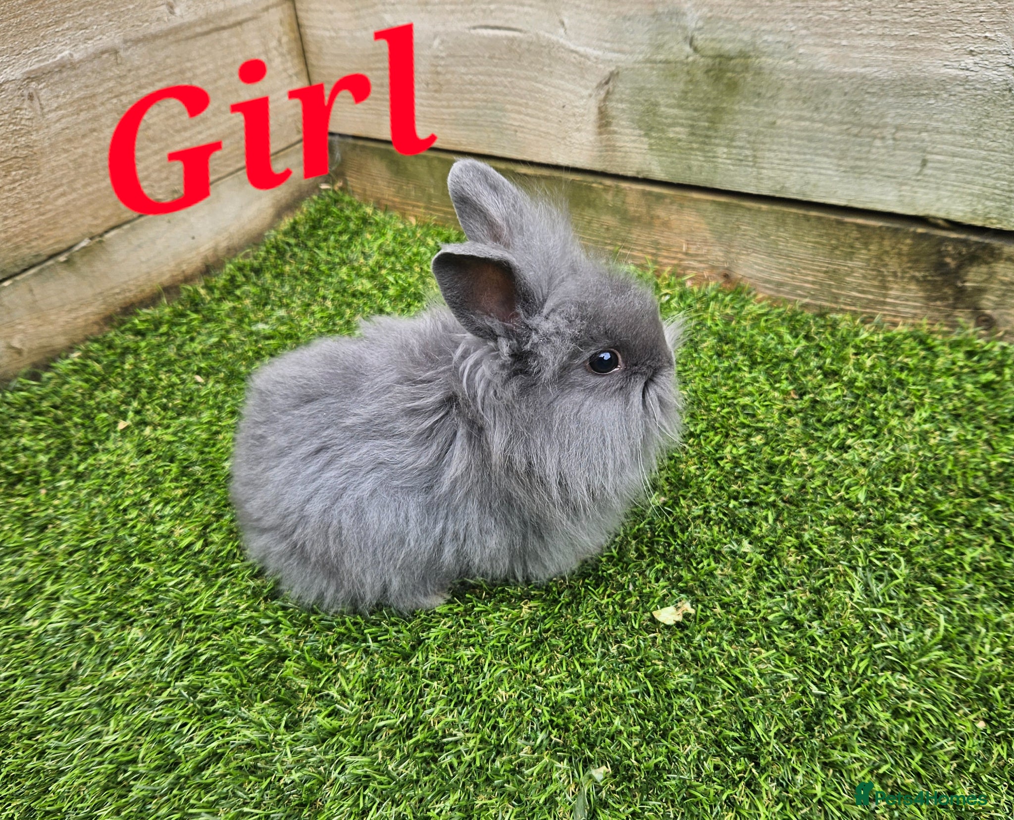 Mini Lion Lop rabbits Mini Lion Lop Female Ready To Leave Now - Advert 5