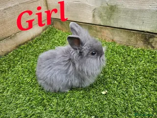 Mini Lion Lop rabbits Mini Lion Lop Female Ready To Leave Now - Advert 5