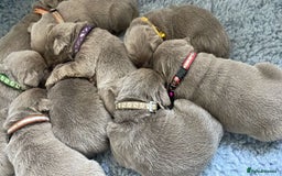 Labrador Retriever dogs for sale: Silver Labrador puppies  - Image 1