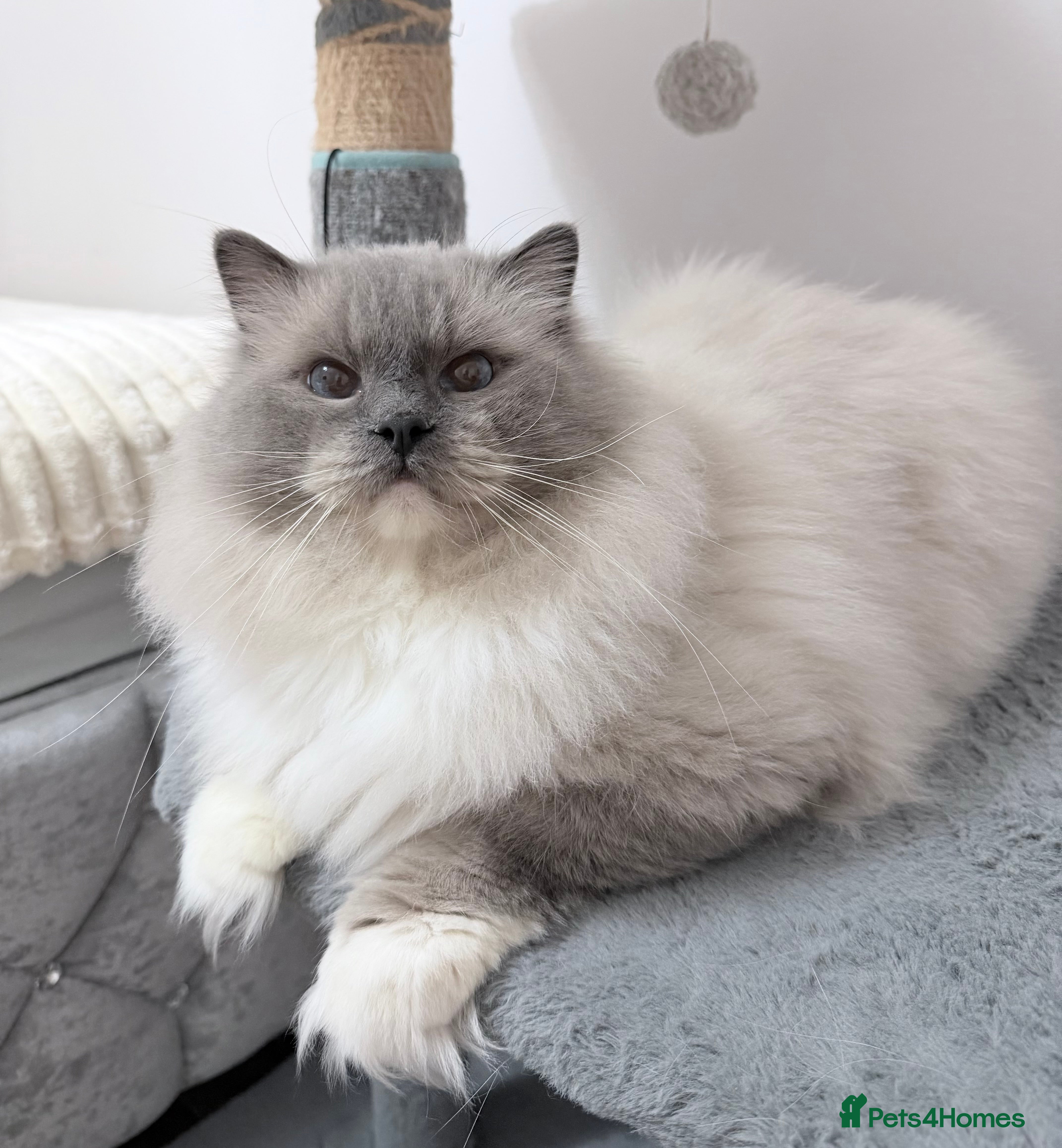 Ragdoll cats Loving Male Ragdoll Cat – Blue Mitted - Advert 16