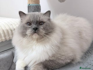 Ragdoll cats Loving Male Ragdoll Cat – Blue Mitted - Advert 1