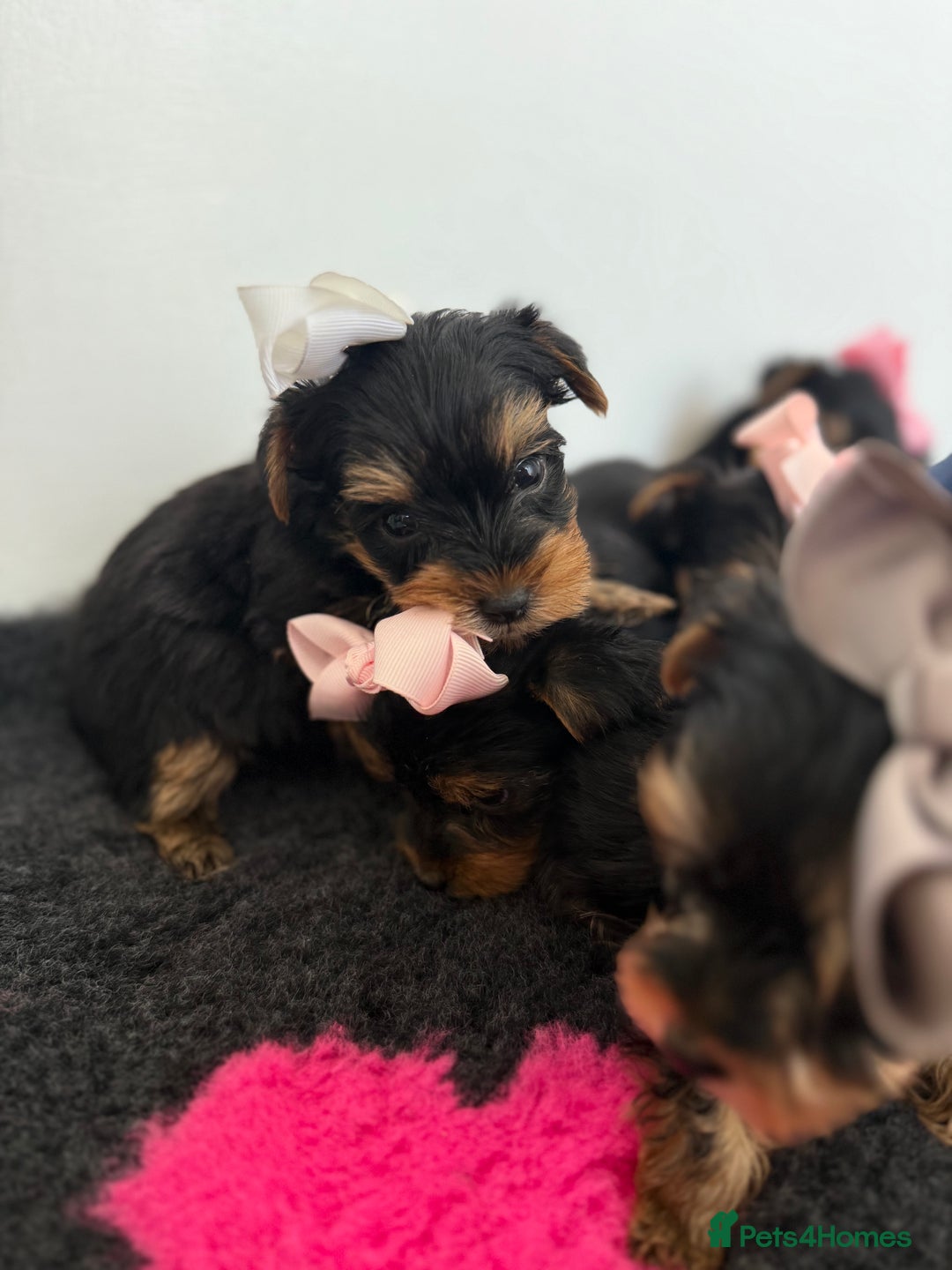 Yorkshire Terrier dogs for sale: Yorkshire Terrier Puppy 5 - 6 beautiful Yorkshire terriers  - Image 31