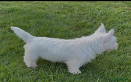 West Highland Terrier dogs for sale: West Highland Terrier pups Dad show lines - Image 6