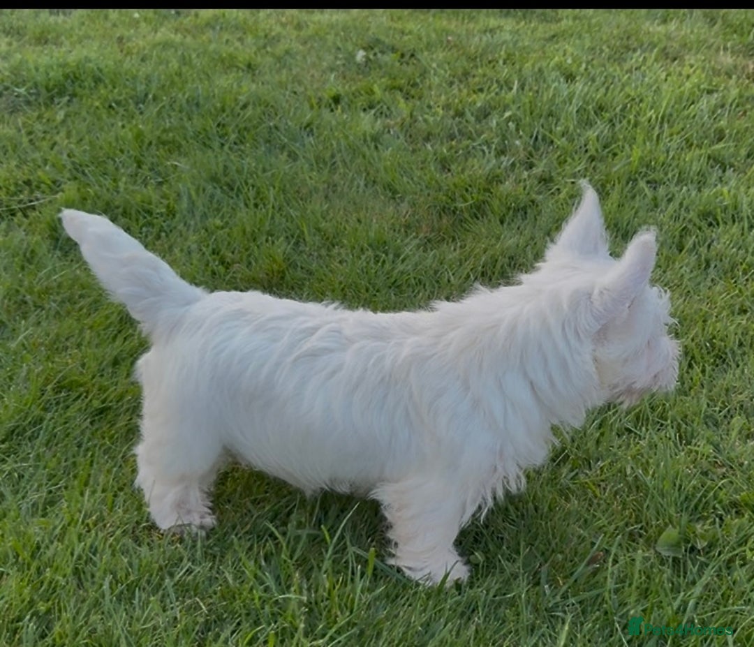 West Highland Terrier dogs for sale: West Highland Terrier pups Dad show lines - Image 6