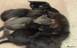 British Shorthair cats for sale: 4 kittens for sale  - Advert 3
