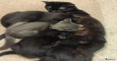 British Shorthair cats 4 kittens for sale  - Advert 3