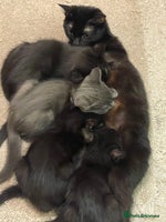 British Shorthair cats 4 kittens for sale - Advert 4