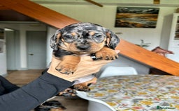 Miniature Dachshund dogs for sale: Beautiful dachsund pups...ready to go in mid Nov - Image 2