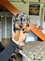 Miniature Dachshund dogs - Advert 2