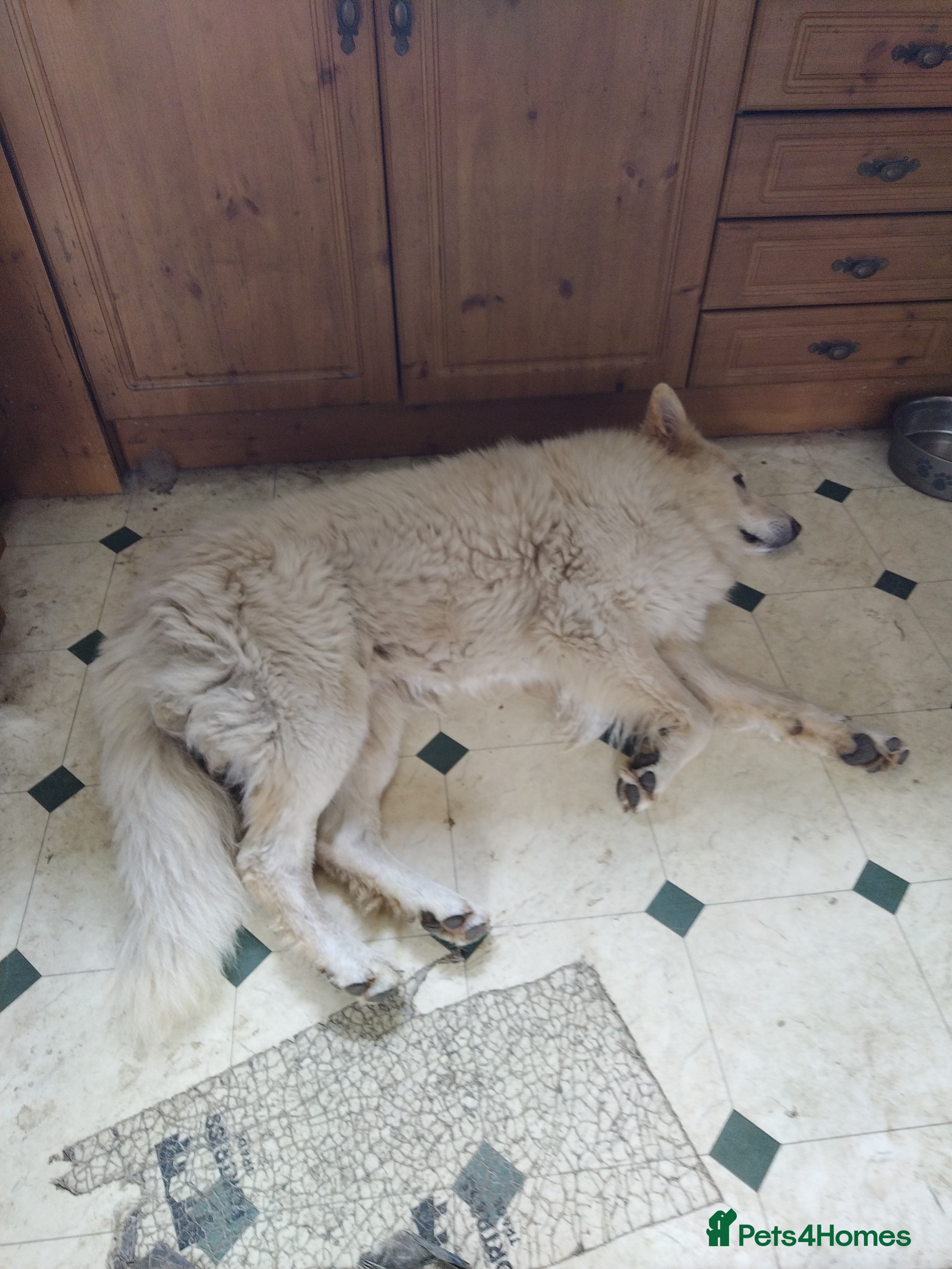 German Shepherd dogs BISMARCK - Advert 1