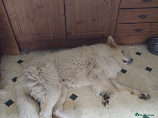 German Shepherd dogs - Advert 1