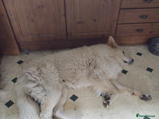 German Shepherd dogs BISMARCK - Advert 1