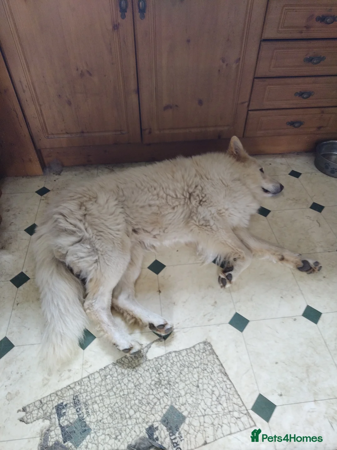 German Shepherd dogs for stud: BISMARCK - Advert 1