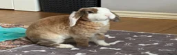 Mini Lop rabbits for sale: Pure Plush mini lop doe  - Advert 6