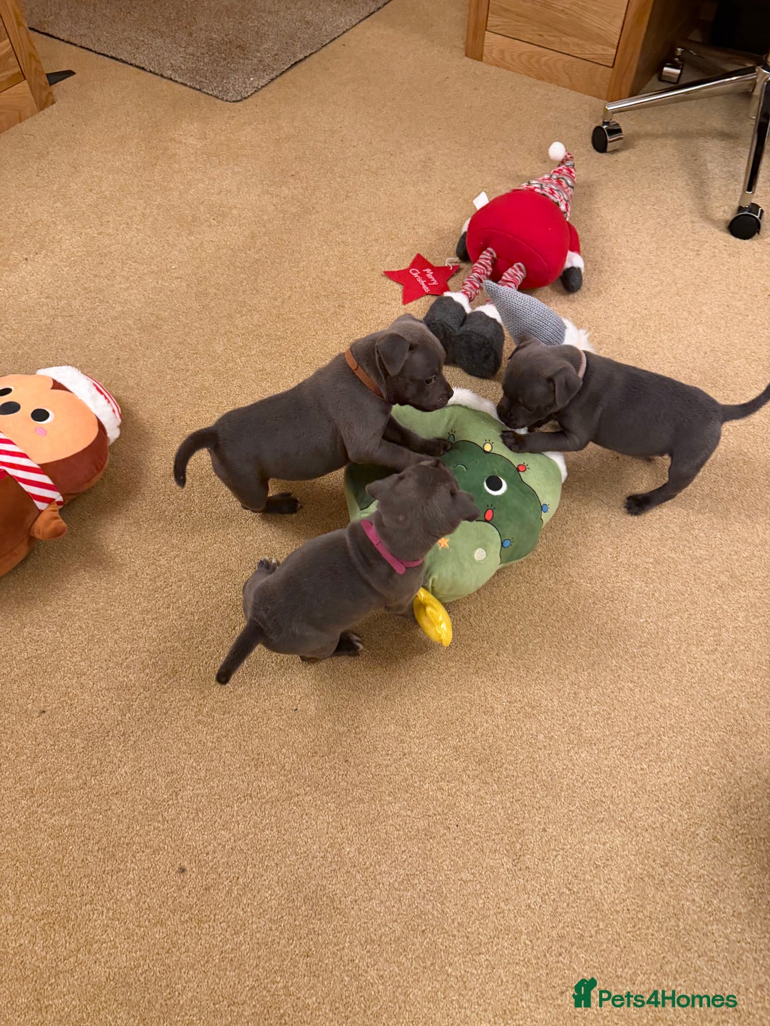 Staffordshire Bull Terrier dogs for sale: KC Registered/Health Tested Blue SBT Puppies - Advert 4