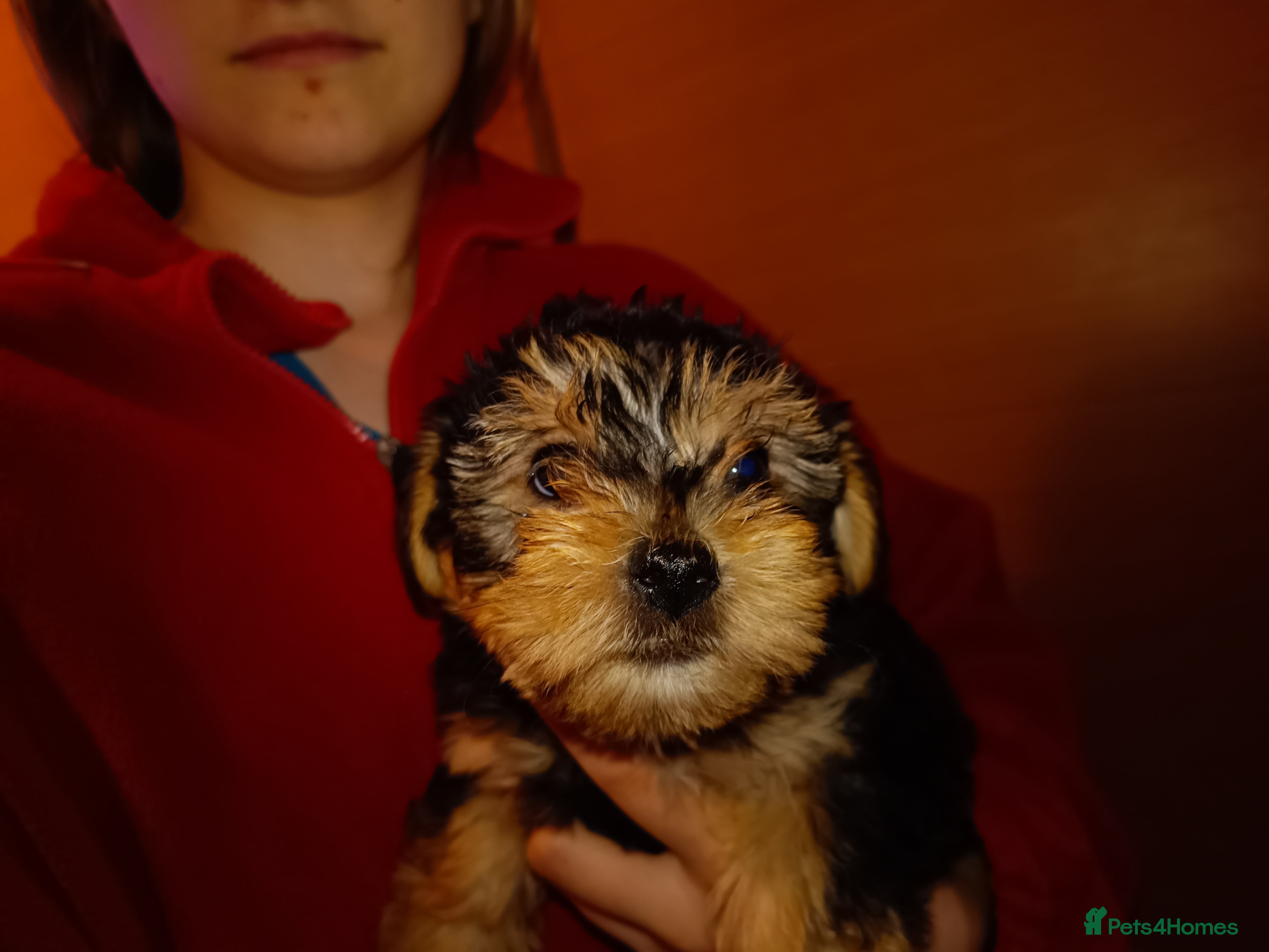 Yorkiepoo dogs Two male Yorkiepoo puppies 3 months old - Advert 14