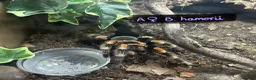 Tarantulas invertebrates for sale: Various tarantulas looking for new homes - Advert 9