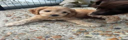 Cockapoo dogs for sale: Gorgeous F1 Cockapoo Pups  in Bexhill-on-Sea - Advert 8