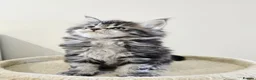Maine Coon cats for sale: Maine coon kittens - Advert 25