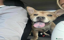 Mixed Breed dogs for sale: Gorgeous chow chow + English Bulldog Female Mix - Image 8