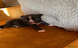 Boston Terrier dogs for sale: 🐾 Adorable Wildax Puppies! 🐾 - Image 7