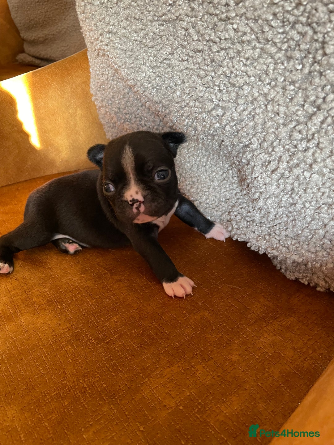 Boston Terrier dogs for sale: 🐾 Adorable Wildax Puppies! 🐾 - Image 7