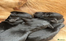 Labrador Retriever dogs for sale: Beautiful Labrador puppies - Image 3