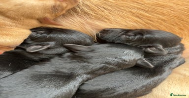 Labrador Retriever dogs - Advert 3
