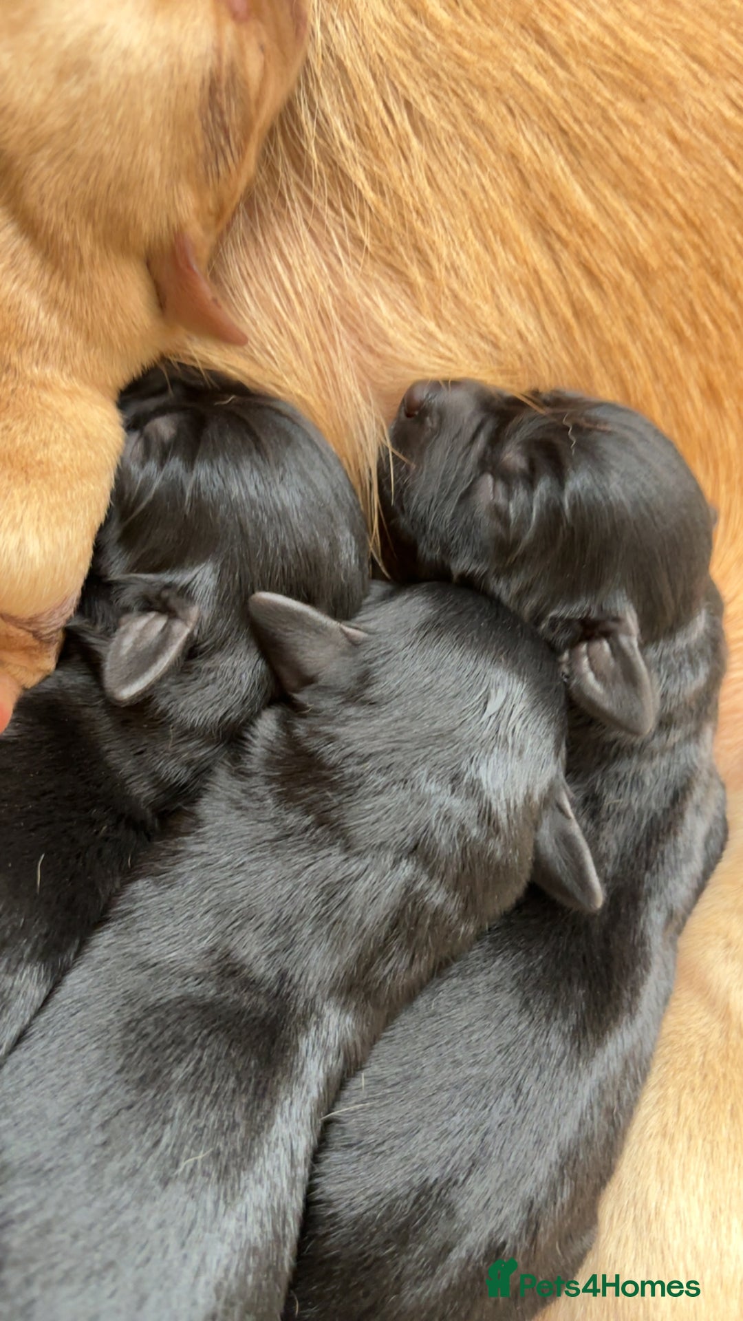 Labrador Retriever dogs for sale: Beautiful Labrador puppies - Image 3