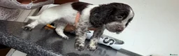 Cocker Spaniel dogs for sale: Cockerspaniel puppies  - Advert 14