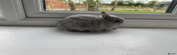 Netherland Dwarf rabbits for sale: Beautiful Netherland dwarf baby rabbit - Advert 4