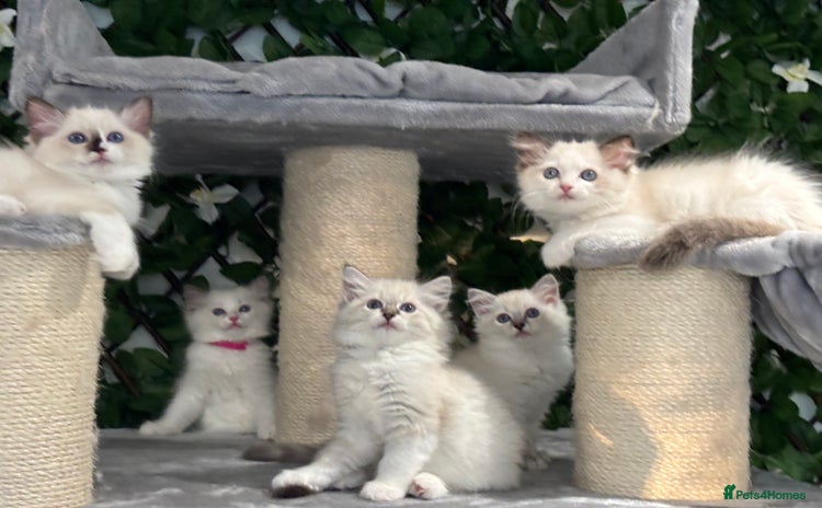 Ragdoll cats - Advert 4