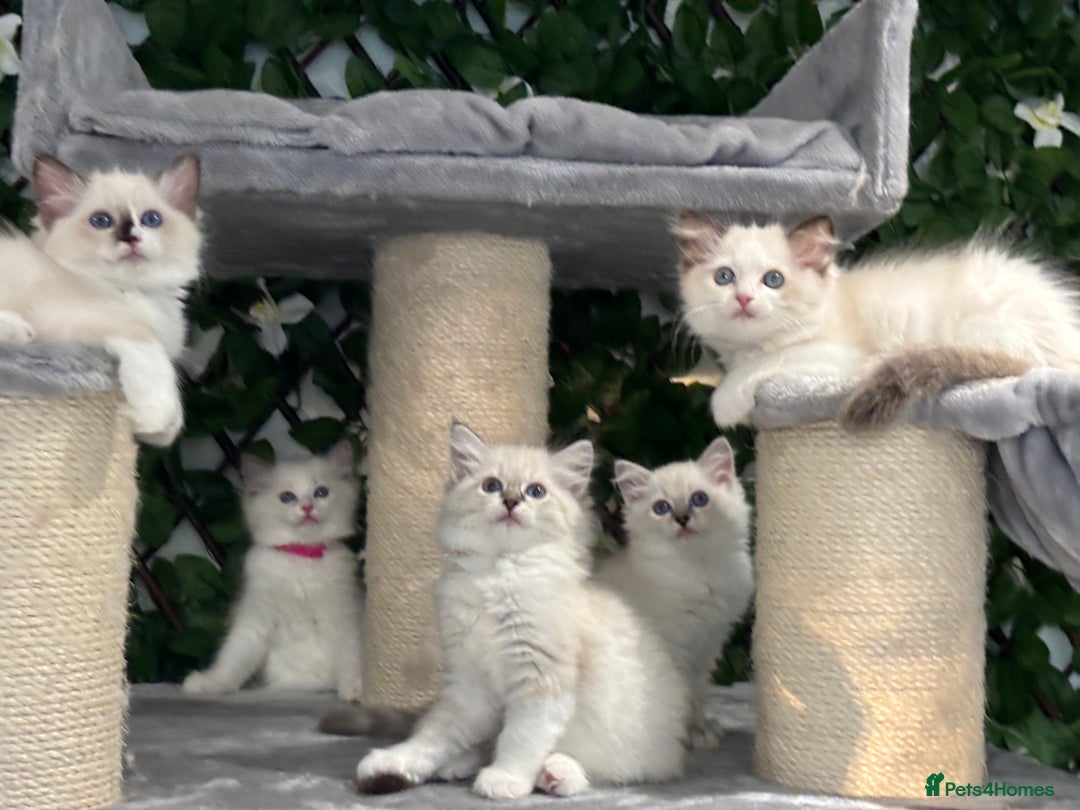Ragdoll cats for sale: TICA, DNA tested, 5 gen pedigree  - Image 2