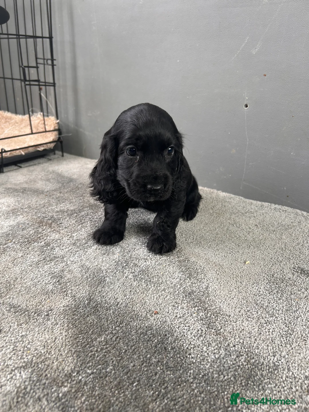 Cocker Spaniel dogs for sale: Cocker spaniel puppies  in Manchester - Advert 20