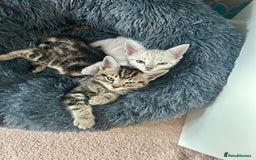 British Shorthair cats for sale: Luna and Tigger for sale  - Image 6