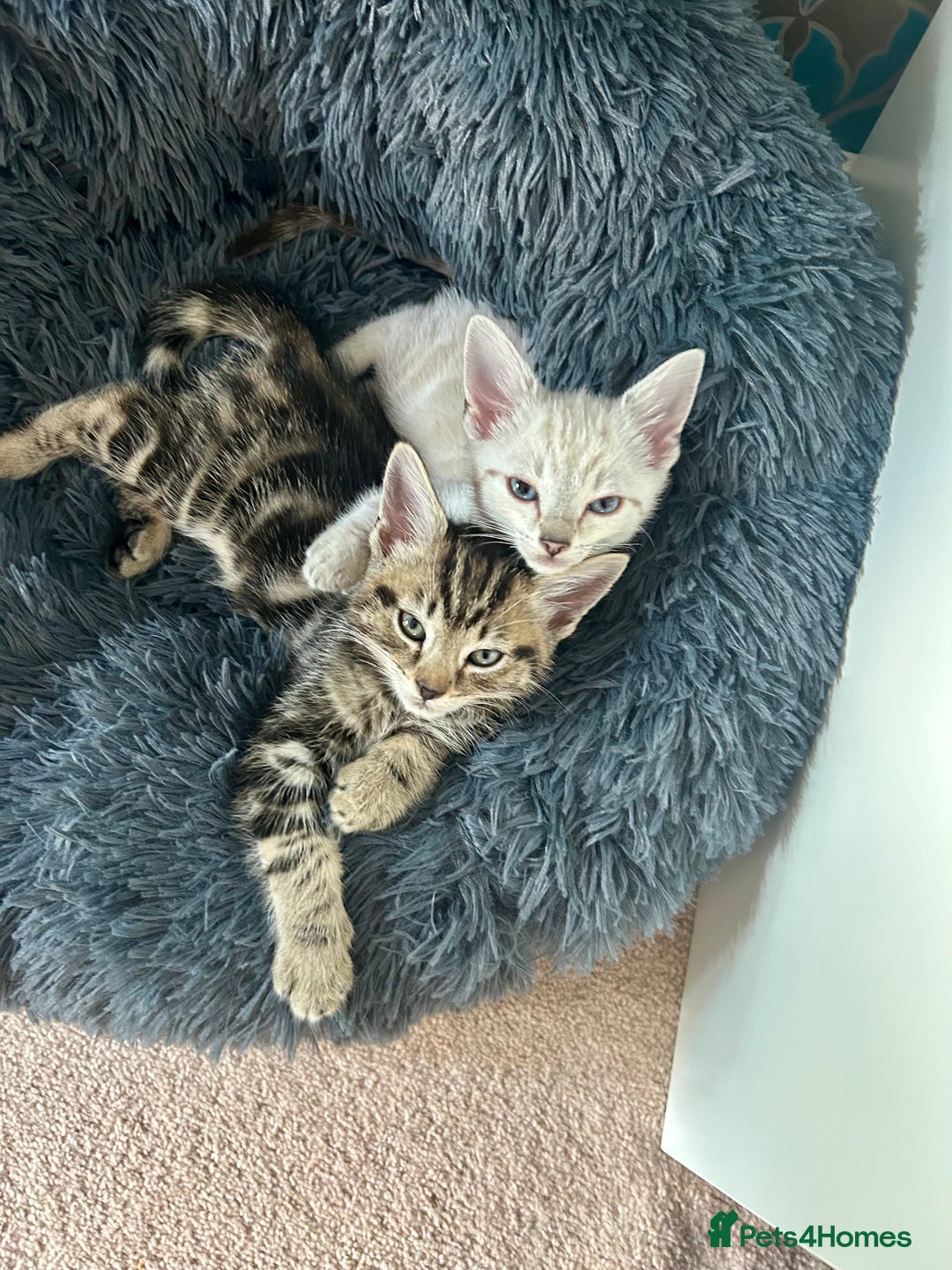 British Shorthair cats for sale: Luna and Tigger for sale  - Image 6