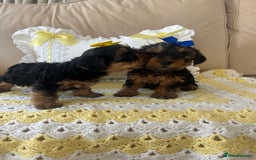 Yorkshire Terrier dogs for sale: Beautiful Yorkshire terrier puppy’s  - Image 15