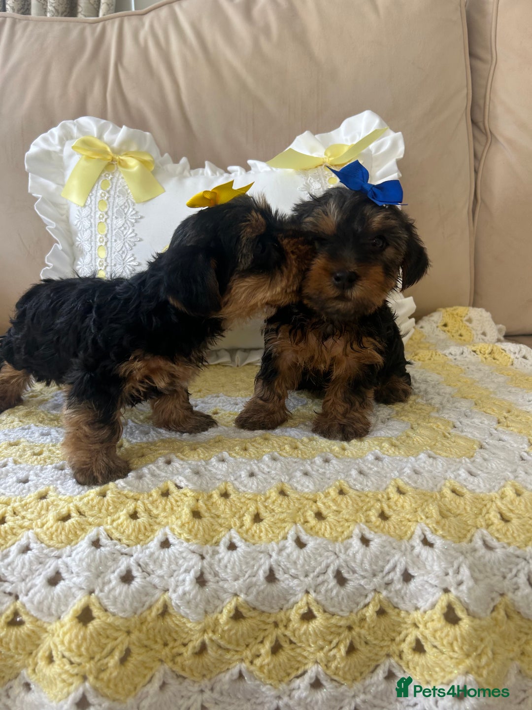 Yorkshire Terrier dogs for sale: Beautiful Yorkshire terrier puppy’s  - Image 15