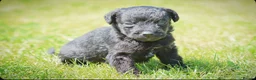 Mixed Breed dogs for sale: Beautiful litter of Patterpoo’s   - Advert 10