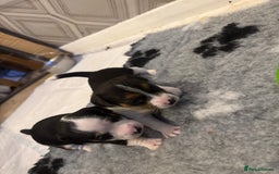 Jack Russell dogs for sale: Jack Russell pups non KC  - Image 3