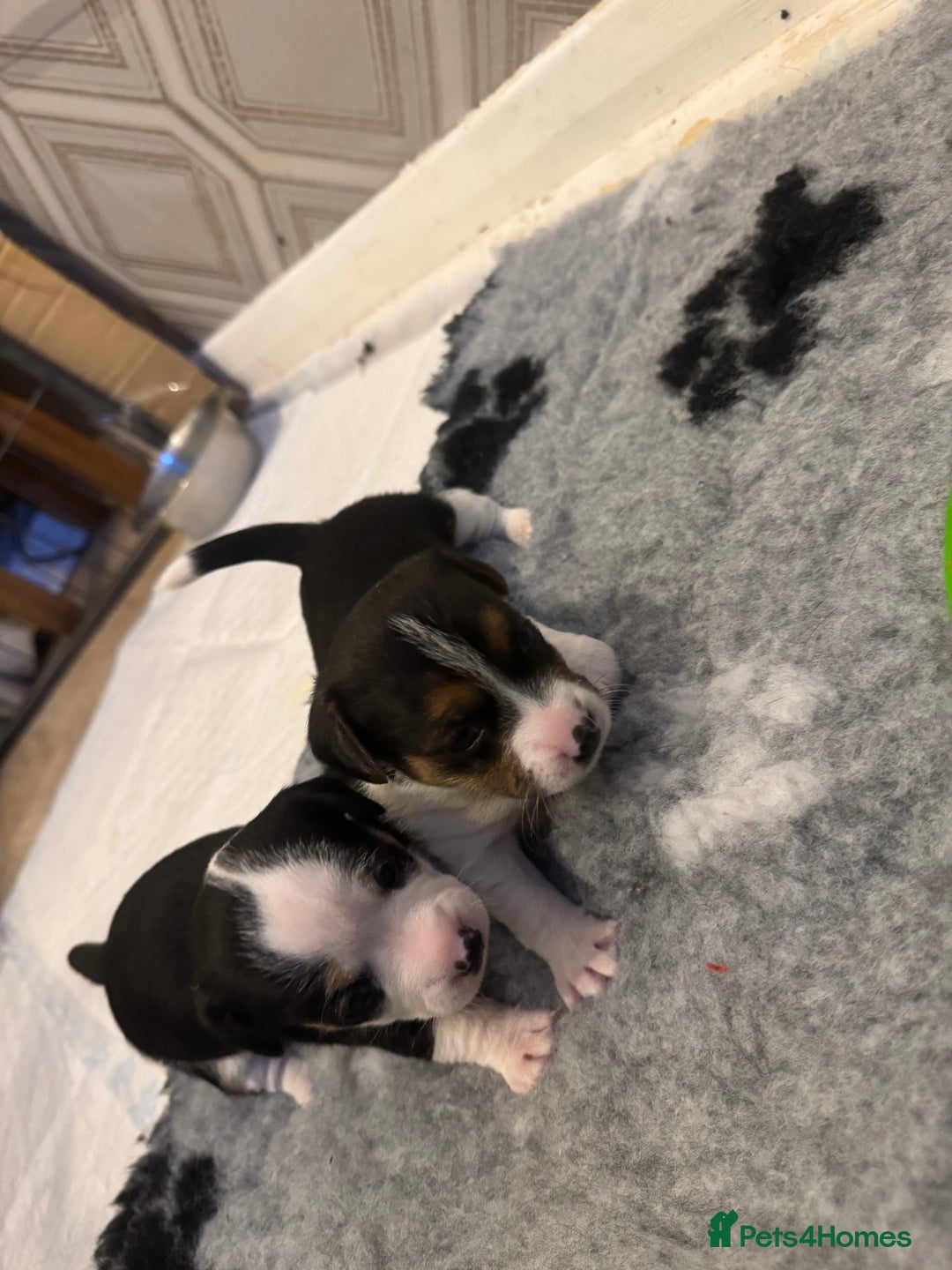 Jack Russell dogs for sale: Jack Russell pups non KC  - Image 3