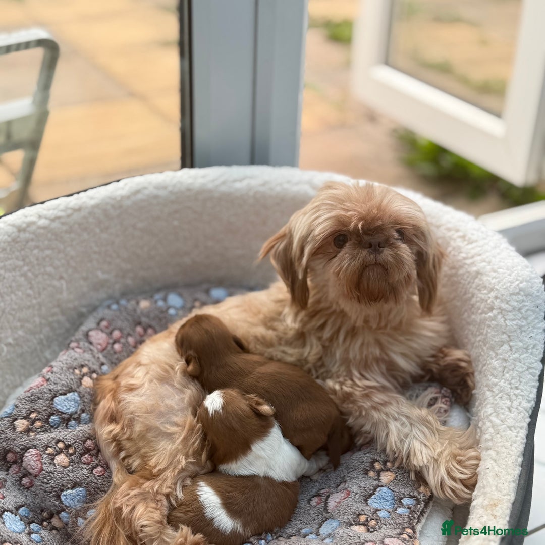 Shih Tzu dogs for sale: Doll face shih tzu tri colour puppy’s  - Image 18