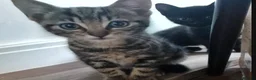 Domestic Shorthair cats for sale: 8 week old kittens - Advert 7