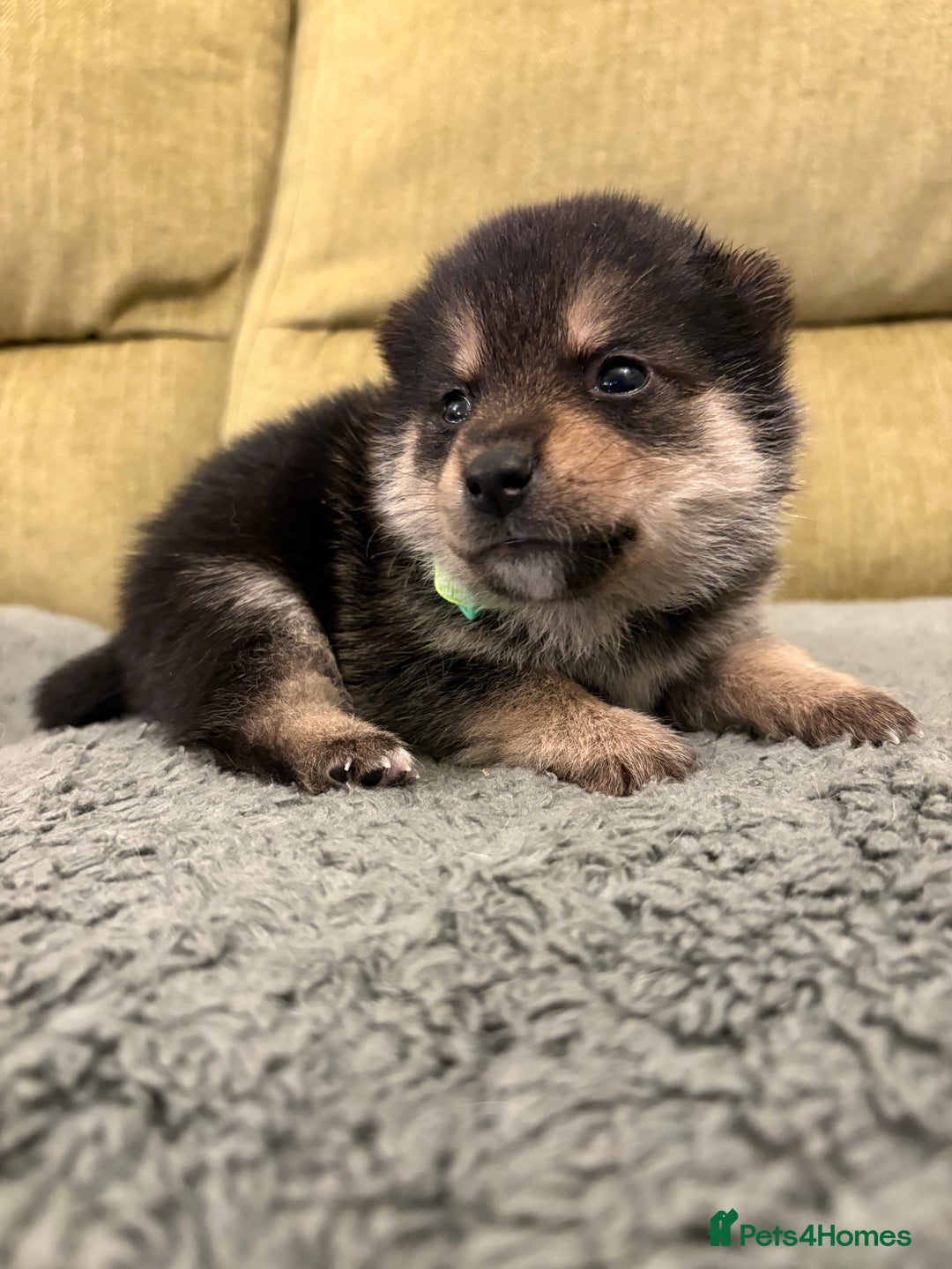 Mixed Breed dogs for sale: Pomskiba Inu Puppies. Shiba Inu x Pomsky - Advert 29