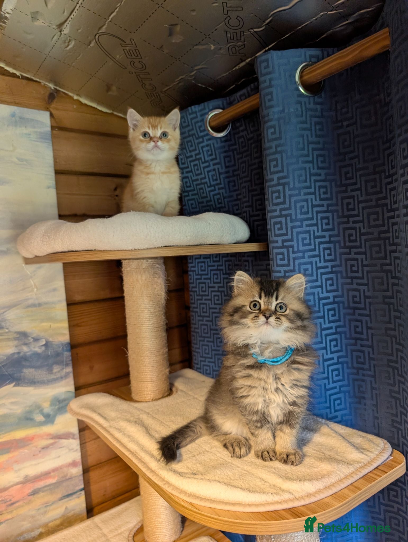 Scottish Fold cats ⭐ Ready Now Scottish straight kittens  ⭐ - Advert 2
