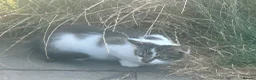 Mixed Breed cats for sale: Beautiful Long haired female kittens. - Advert 4